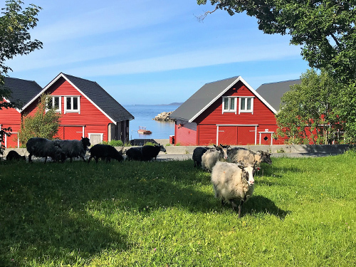 Alesund Norway Highlights Cruise Excursion Reservations