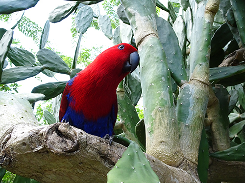 Amber Cove petting zoo Combo Excursion Prices