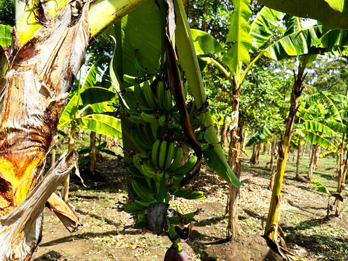 Amber Cove Puerto Plata Sightseeing and Countryside Experience Excursion