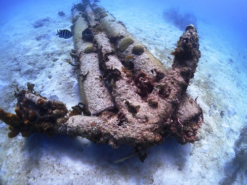 Barbados  West Indies (Bridgetown) swim with sea turtles Excursion