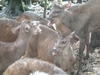 Barbados Nature Wonders and Harrisons Cave Excursion Excellent Nature Tour for Animal Lovers