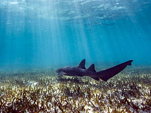 Belize Family Snorkeling Tour Cost