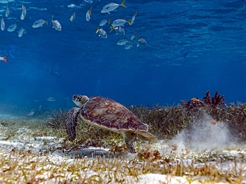 Belize Belize City Caye Caulker Snorkeling Shore Excursion Cost