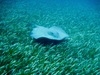 Belize Sea Turtle Snorkel and Caye Caulker Island Beach Excursion Good guides, good snorkel