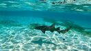 Belize Shark Ray Alley, Coral Gardens Snorkel, and Caye Caulker Island Beach Excursion Best Excursion Ever!