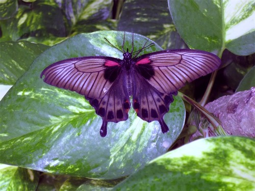 Aruba private sightseeing Shore Excursion Tickets