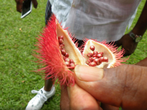 St. Kitts Romey Manor Excursion Booking