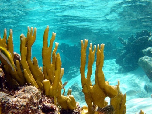 St. Johns power boat Tour Booking