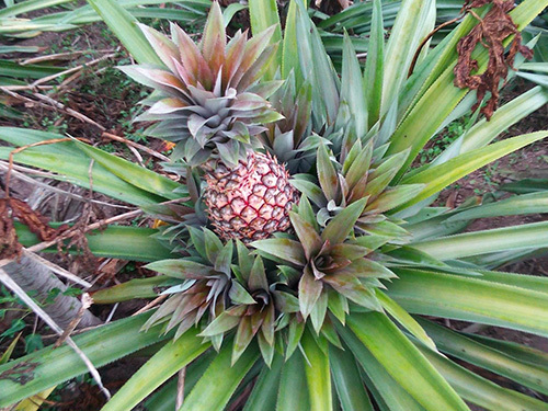 Antigua  St. John's traditional house Tour Prices