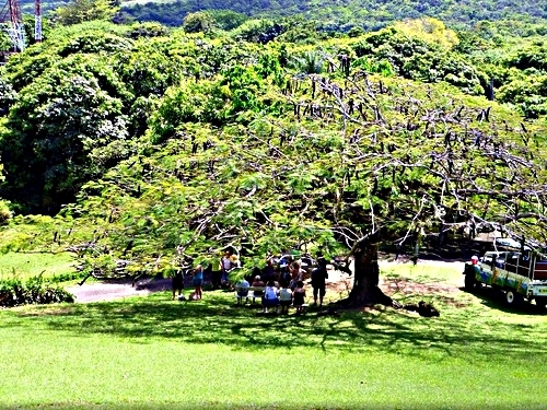 St. Kitts walking Cruise Excursion Tickets