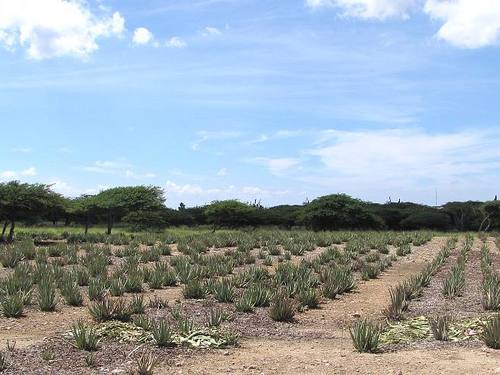 Aruba Island highlights trip