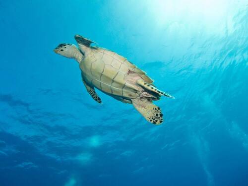 Grand Turk Snorkeling Tour Reviews