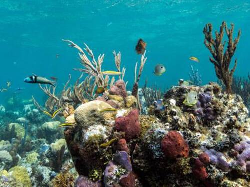 Grand Turk  Turks and Caicos Supreme Snorkeling Trip Cost