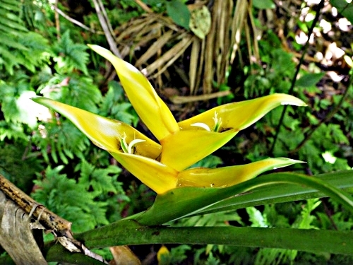 St Kitts Basseterre hiking Cruise Excursion Tickets