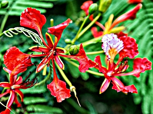 St. Kitts walking Cruise Excursion Cost