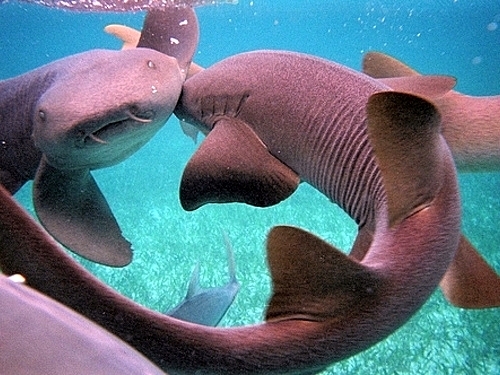 Belize boat snorkeling Shore Excursion Prices