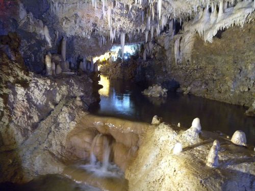 Barbados  West Indies (Bridgetown) Flower Forest Cost