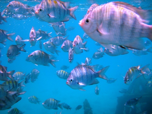 Barbados swim with sea turtles Excursion