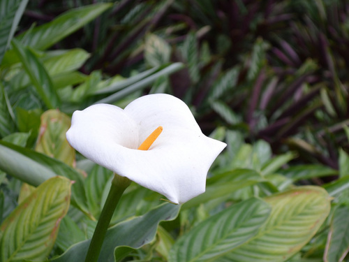 Barbados Barbados Rum Excursion