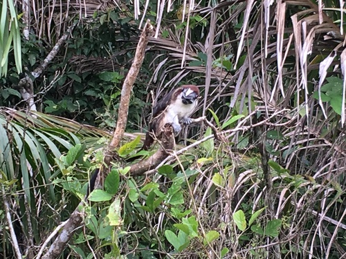 Panama City Boat ride to Monkey Island and Colonial Streets Sightseeing Excursion