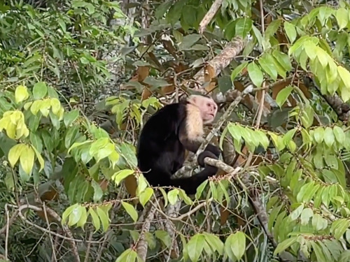 Panama City Boat ride to Monkey Island and Colonial Streets Sightseeing Excursion