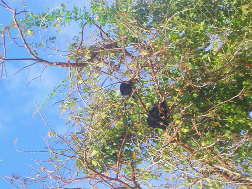 Panama City Chagres River Canal and Rainforest Cruise Excursion