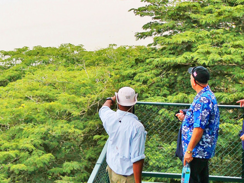 Panama City Jungle Views by Aerial Tram and Sightseeing Excursion