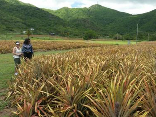 Antigua  St. John's sugar mill Cruise Excursion Reviews