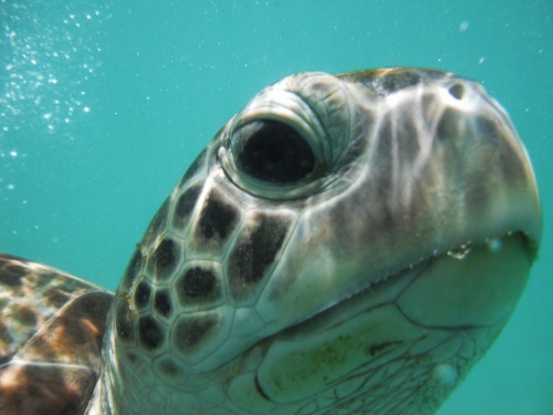 Barbados boat snorkeling Cruise Excursion