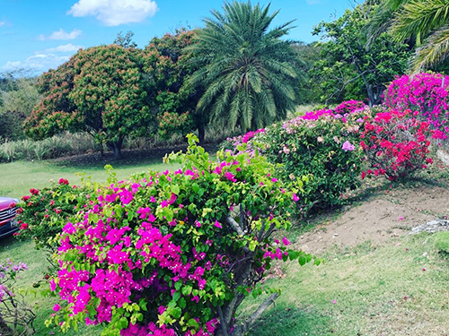 St. Kitts Berkeley Memorial Sightseeing Trip Reviews