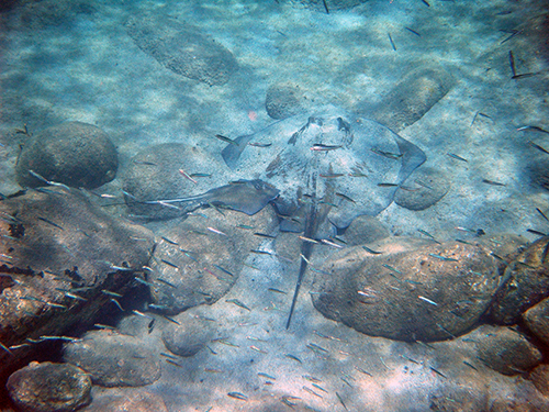 St. Kitts  Basseterre frigate bay Tour Tickets