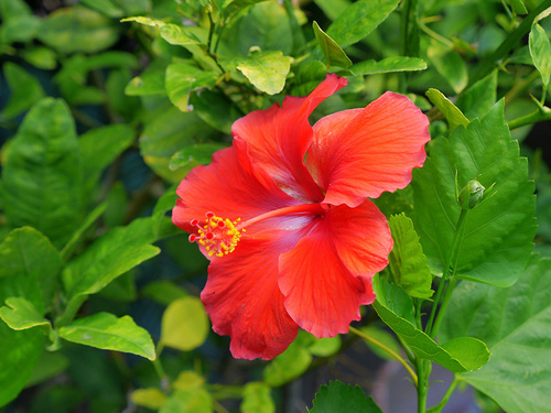 St. Kitts Basseterre Hiking Shore Excursion Reviews