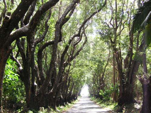 Barbados  West Indies (Bridgetown) windmill Reservations