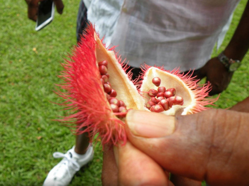 St. Kitts Basseterre All Terrain Vehicle Excursion Tickets