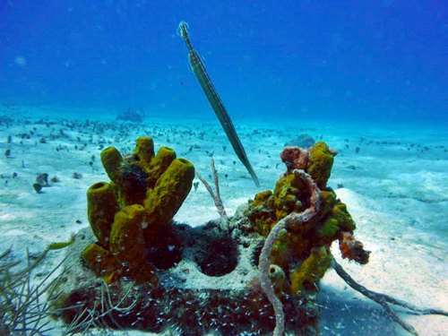 Barbados  West Indies (Bridgetown) snorkel with turtles Reservations