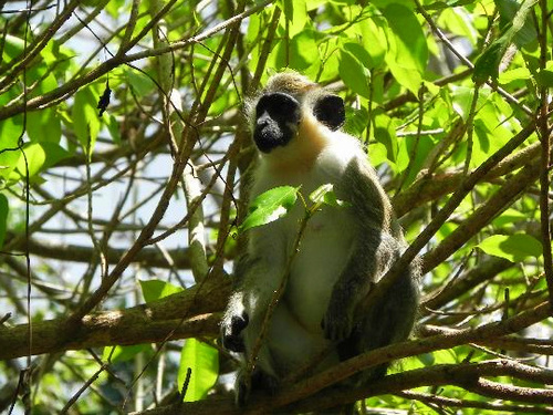 St. Kitts Basseterre ATV Cruise Excursion Tickets