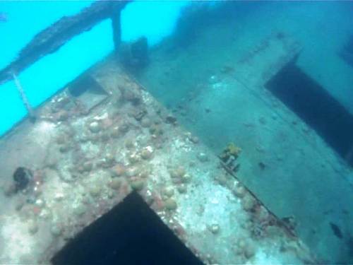 Barbados  West Indies (Bridgetown) swim with sea turtles Tour