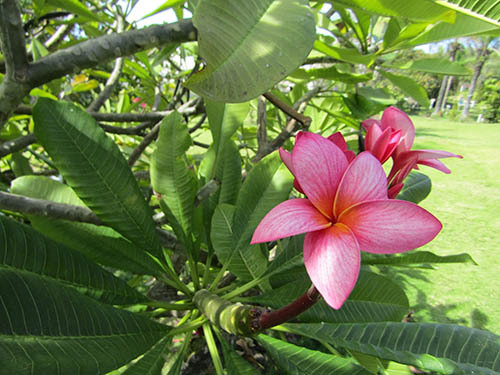 St. Kitts carving rocks Trip Booking