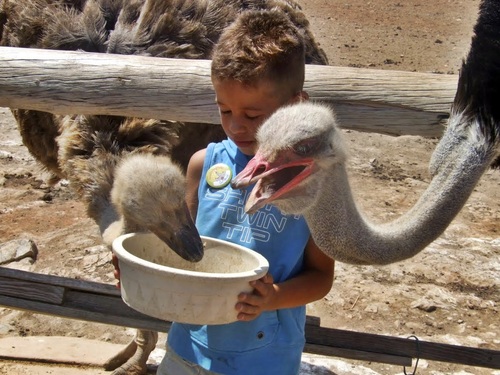 Aruba Oranjestad private sightseeing Cruise Excursion Cost